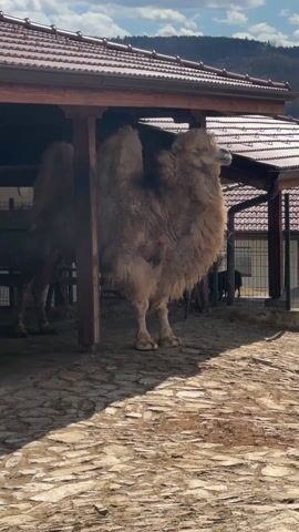 In a medium shot, a camel stands partially under a wooden shelter with a red-tiled roof, its thick, light brown fur giving it a rounded appearance. Another camel is visible behind it in the shelter. The ground is paved with light-colored stones, casting shadows due to the bright sunlight. A brown and white llama stands outside the shelter, facing the camel. In the background, a green fence runs parallel to the shelter, and a hillside can be seen in the distance under a partly cloudy sky.