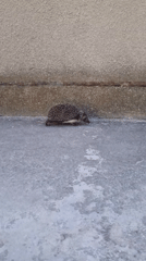Hedgehog spotted on concrete pathway in Blizhnee, Ukraine