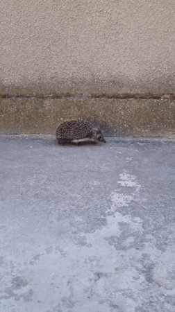 Hedgehog spotted on concrete pathway in Blizhnee, Ukraine