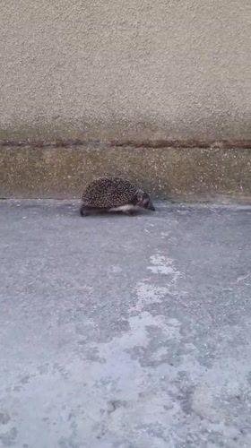 Hedgehog spotted on concrete pathway in Blizhnee, Ukraine