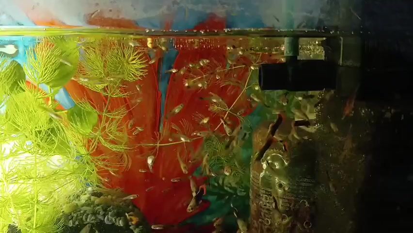 The video shows a close-up view of an aquarium. Numerous small guppies are swimming near the surface of the water, clustered around a filter intake. Green aquatic plants are visible on the left side of the tank, and a red artificial plant is behind the fish. A brown, textured decoration is on the right side. Bubbles are rising from the filter, and the water appears clear. The lighting is somewhat dim, with light coming from above. The overall impression is a busy, lively aquarium environment.