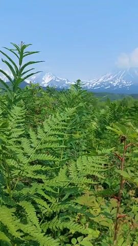 A vertical video pans across a lush green landscape with snow-capped mountains in the background under a clear blue sky. The foreground is dominated by vibrant green ferns and other vegetation. As the video progresses, the camera moves to the right, revealing more of the mountainous terrain and a denser forest. The scene is serene and natural, with no people or man-made objects visible. The overall impression is one of untouched wilderness.