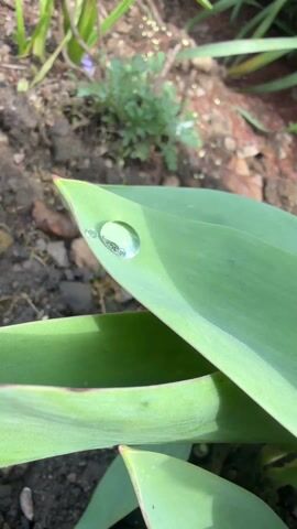 The video shows a close-up shot of a green leaf, likely from a tulip plant, with two water droplets on its surface. The larger droplet rests near the tip of the leaf and has a clear, slightly distorted reflection of the surrounding environment within it. The smaller droplet is located closer to the larger one. The background shows dark soil, small rocks, and some other green plants. The video zooms in to focus on the water droplets.