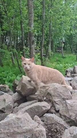 A light orange-cream colored cat with a collar is the primary subject of the video, set in a natural, outdoor environment. The scene features numerous trees with green foliage and tall green grass, suggesting a wooded area or forest. In the foreground, a large pile of grey rocks dominates the landscape.

At the beginning of the video, the cat stands on the rocks, briefly looking towards the camera before turning its head. It then proceeds to carefully walk down the pile of rocks, stepping deliberately from one stone to another. The cat eventually disappears into the tall grass at the base of the rocks. The video appears to be filmed during the daytime on a clear day, with natural light illuminating the scene. The location is in Kipen, Russia. No visible text is present in the video.