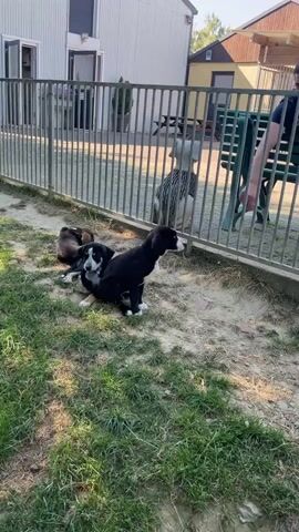 A group of puppies is in a fenced outdoor area. Two black and white puppies are in the foreground, with one sitting and the other lying down. Another puppy, mostly brown, is lying down behind them. A person is partially visible to the right of the frame, behind the fence. The area appears to be a yard with grass and dirt.