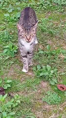 A tabby cat with stripes walks towards the camera through green grass. The cat has a white chest and white paws. The cat's eyes are visible and it is looking directly at the camera. The video is filmed from a high angle looking down at the cat.