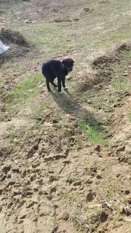The video shows a small black dog standing on a muddy, grassy hillside. The dog is sniffing the ground. A person makes a kissing noise and whistles to get the dog's attention. The dog turns to look at the person.