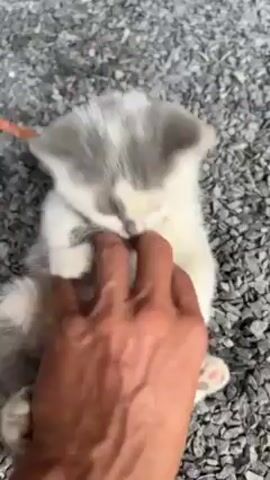 A hand rubs the belly of a kitten lying on its back on a bed of gray gravel. The kitten is white with gray markings and is wearing an orange collar. The kitten opens its mouth and meows at the camera as the hand rubs its belly.