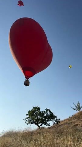 The video begins with a low-angle shot of a bright red hot air balloon ascending against a clear blue sky. The balloon is large and oval-shaped with a dark basket suspended beneath it. In the far upper left corner of the frame, a smaller red object, possibly another balloon or a kite, is visible. As the camera pans slightly, a small yellow hot air balloon appears in the mid-right of the sky. Below the balloons, a grassy hillside is visible, covered in dry, light-brown vegetation. A single, medium-sized green tree with a full canopy stands prominently on the hillside, slightly to the left of the center of the frame. The sun appears to be high in the sky, casting a bright light. The overall scene evokes a sense of outdoor adventure and peacefulness.