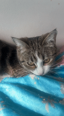 Tabby cat and French Bulldog sharing space in an Almaty home