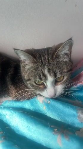 Tabby cat and French Bulldog sharing space in an Almaty home