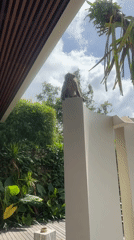Macaque monkeys visit wooden deck in Kuta Selatan, Indonesia