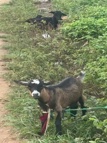 A pair of goats are pictured in a grassy, outdoor environment. The goat in the foreground is a young goat, possibly a kid, with a brown and black coat, white markings on its face, and short horns. It is tethered by a rope around its neck, which is attached to a stake in the ground. The goat is facing the camera, with its head tilted slightly. In the background, another goat, which is mostly black, is lying down in the grass. The environment appears to be somewhat overgrown with vegetation, and there is a dirt path visible to the left of the frame. The lighting suggests it is daytime, possibly overcast.
