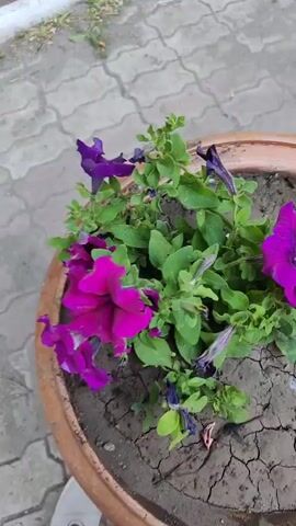 The video shows a close-up of purple petunias in a clay pot. The flowers are vibrant and in focus, with green leaves and buds visible. The soil in the pot is dry and cracked. The camera pans slightly, offering different angles of the flowers and the pot. There are no people or other objects in the video.