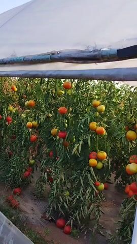 The video shows rows of tomato plants growing inside a greenhouse. The plants are laden with ripe red and yellow tomatoes. The greenhouse is covered with a white, translucent material. Sunlight filters through the covering, illuminating the plants. The camera pans across the scene, showing the extensive growth of the tomato plants. A dirt path runs alongside the greenhouse. The sky is clear and blue.