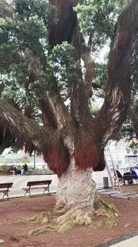 Ancient tree with benches documented in Ribeira Grande park