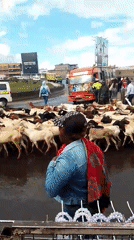 Livestock herds cross flooded Nairobi streets during overcast weather
