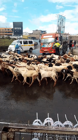 Livestock herds cross flooded Nairobi streets during overcast weather