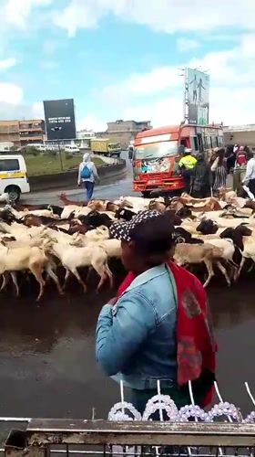 Livestock herds cross flooded Nairobi streets during overcast weather