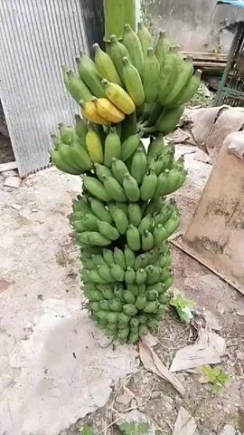 A very large bunch of bananas is hanging vertically from a stalk. The bananas are mostly green, with a few at the top of the bunch showing yellowing. The bunch is resting on the ground, which is covered in dirt and debris. In the background, there is a corrugated metal wall, some wooden planks, and a wire cage.