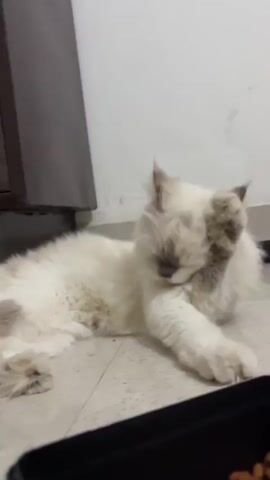 A white fluffy cat is lying on its side on a tiled floor. Its front left paw is raised and touching its face, and it appears to be grooming itself. A black food bowl with kibble is visible in the foreground. The background consists of a white wall and a dark piece of furniture. The lighting is dim.