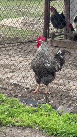 A rooster stands in a fenced-in area, its feathers a mix of black, white, and grey. The rooster has a bright red comb. Another chicken is perched on a wooden crate in the background, also inside the fence. Green grass grows around the edges of the fence. Someone speaks in a language other than English in the video.