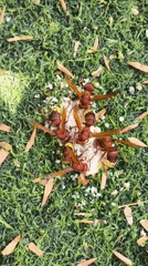 Hornets swarm a food scrap in northern Israel