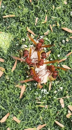 Hornets swarm a food scrap in northern Israel