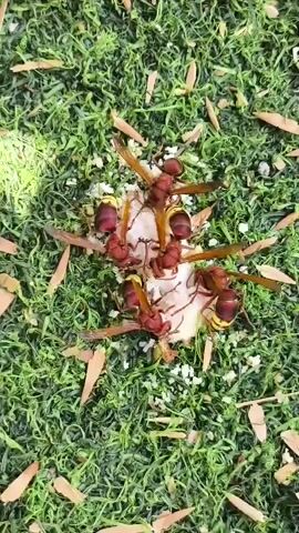 A top-down shot shows a group of reddish-brown wasps with yellow markings on their abdomens clustered around a small, light-colored object on a bed of green moss. The object appears to be food, possibly some sort of organic material, and is surrounded by tiny white granules. The wasps are actively feeding on the object, with their antennae and legs interacting with it. Some wasps are positioned on top of the object, while others are on the moss surrounding it. The environment is natural, with the moss covering the ground and some dry leaves scattered around. The lighting suggests it is daytime, with sunlight casting a shadow on the left side of the frame. The wasps' wings are extended, some of them appearing translucent. The overall impression is one of a feeding frenzy amongst these insects.