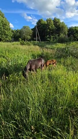 A video shows a herd of horses grazing in a lush green meadow under a bright blue sky with fluffy white clouds. The sun is shining, casting dappled shadows across the grass. In the foreground, tall green grass sways gently, obscuring some of the horses' legs. A few dark-colored horses are visible, their heads down as they eat. A lighter-colored pony or foal, possibly a reddish-brown color, is seen near one of the darker horses. The background features a dense line of trees, indicating a natural, possibly rural, setting. A utility pole with wires is also visible in the distance, suggesting some human infrastructure. The overall atmosphere is peaceful and serene, with the animals appearing content in their natural environment. The time of day appears to be late afternoon or early evening, given the quality of the light. No text is visible in the video. The location is identified as Nikitskoye, Russia.