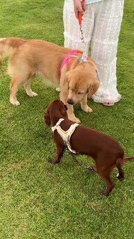 In a grassy park, a person stands between two dogs. One dog is a golden retriever wearing a pink harness and a floral bandana, the other is a smaller brown dog with a cream-colored harness. Both dogs are on leashes. The golden retriever appears to be sniffing the smaller dog. The person is wearing a white lace dress and holding an orange leash. The scene suggests a casual outing or a walk in the park. The lighting suggests it is daytime. The grass is green and well-maintained, indicating an outdoor recreational area. There are no visible text elements in the media file.