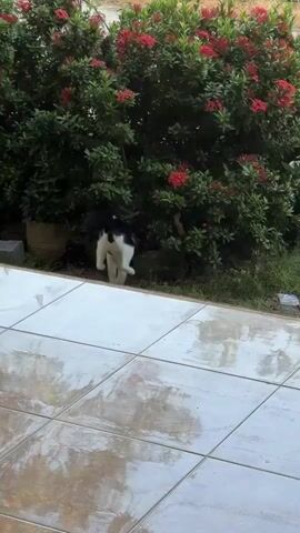 A black and white cat emerges from behind a leafy bush with red flowers. The cat stands on grass near a tiled patio.