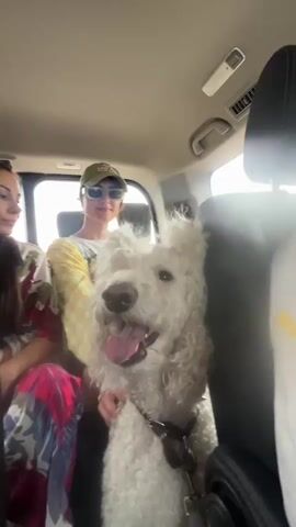 The video shows a white poodle with its mouth open, panting, sitting in the back seat of a car. A person wearing a yellow and white checkered shirt, a white t-shirt, sunglasses, and a green baseball cap is sitting next to the dog, with their arm around it. The person is smiling and looking towards the camera. The interior of the car is visible, including the back seats, headrests, and ceiling. The lighting suggests it is daytime.