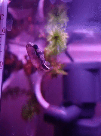 Close-up aquarium footage of pufferfish, bettas, and plecos