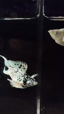 A short video clip shows two white fish with black speckles swimming in separate compartments of a divided fish tank. The fish on the left has a more prominent black speckled pattern and a larger dorsal fin. The fish on the right is lighter in color with fewer black speckles and a smaller dorsal fin. The fish on the left appears to be looking towards the fish on the right through a clear divider. The background of the tank is dark.