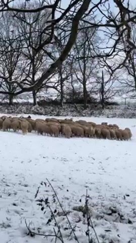The video shows a large flock of sheep walking across a snow-covered field. Bare trees line the back edge of the field. A tractor is visible behind the trees.  The sky is overcast. Some bare branches are visible in the foreground.