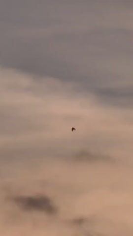 A dark object, appearing to be a bird with outstretched wings, soars against a backdrop of pale, cloudy sky. The bird is positioned in the center of the frame, its silhouette stark against the muted tones of the overcast atmosphere.