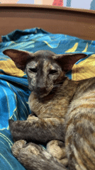 Cat naps while owner crochets in Chaikovsky home