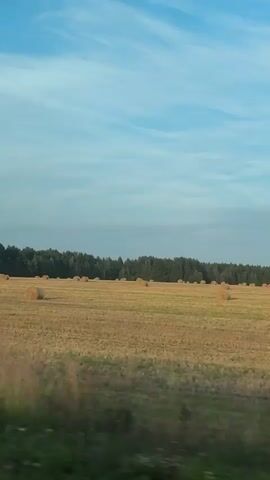 The video shows a wide shot of a rural landscape under a blue sky with some clouds. In the foreground, a blurry green strip suggests the edge of a field or roadside. The midground is a large, golden-brown field dotted with numerous round hay bales, indicating a recent harvest. A dense, dark green line of trees forms the background, stretching across the horizon. The lighting suggests it is either early morning or late afternoon, with soft sunlight illuminating the scene. There are no people or animals visible. The overall impression is of a peaceful, agricultural setting.