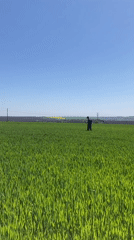 Person stands in green grain field in Bulgaria
