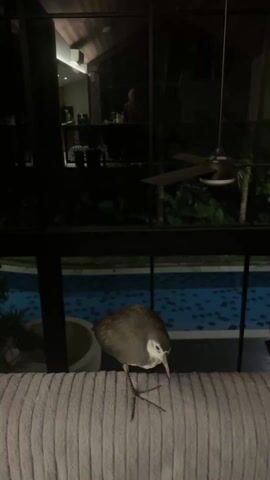 A medium shot presents a gray and white waterhen standing on the back of a gray textured sofa. The bird is facing toward the lower left, then it looks up and ahead.  The backdrop, partially visible through the glass, shows an outdoor pool and a building interior.  The building interior contains a person, and a ceiling fan.