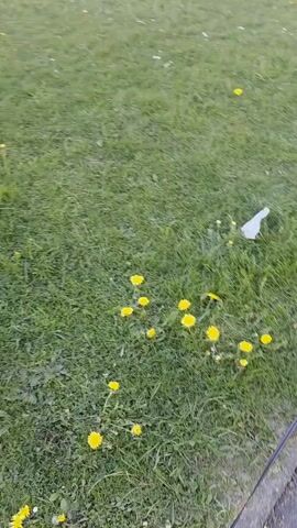 The video opens with a close-up of a small, light-colored dog wearing a red coat. The dog is on a black leash, sniffing the ground at the edge of a paved sidewalk next to a grassy area. The grass is green and scattered with bright yellow dandelions. A white plastic bag is also visible on the grass. The camera then pans upwards and outwards, revealing a wide shot of a large, well-maintained green lawn. In the background, several residential houses are visible, framed by green trees and hedges. The sky is clear and bright blue, indicating sunny weather. A distinct shadow from an unseen object or building falls across a section of the lawn. The setting appears to be a residential or park area in Görgeshausen, Germany, during the daytime. There is no visible text.