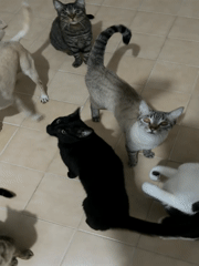 Pet cats and dog gather indoors in Ciudad Guayana