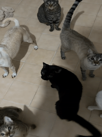 Pet cats and dog gather indoors in Ciudad Guayana