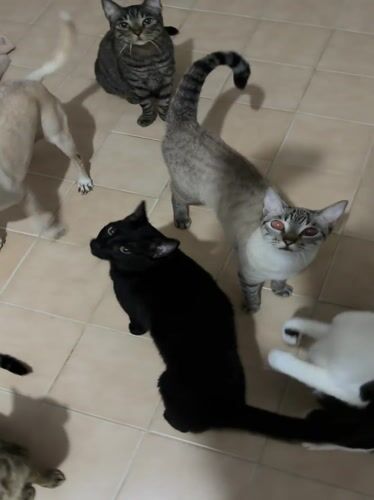 Pet cats and dog gather indoors in Ciudad Guayana