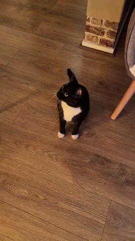 A black and white cat is on a wooden floor. The cat is looking up and to the right. It then turns its head to the left and appears to be grooming itself. The cat then arches its back and looks up again. The background shows a brick wall and part of a chair.