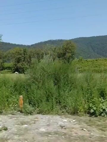 The video shows a landscape with trees, hills, and a clear blue sky. The camera appears to be moving, possibly from a vehicle, as evidenced by the slight blur and the way the scenery shifts. There is a dirt road or path in the foreground, and green vegetation, including tall grass and bushes, is prominent. In the middle ground, there are several trees and a grassy field where at least two cows are visible. In the background, rolling hills covered in trees form a natural backdrop. The overall impression is of a rural or natural environment on a sunny day.