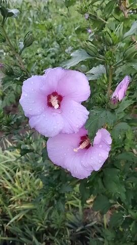 The video shows a close-up, slightly shaky shot of two light purple hibiscus flowers, each with a deep pink center. The petals of the flowers are wet, with visible water droplets. The flowers are on a branch with green leaves and some unopened buds. The background is blurred green foliage and some hints of gray. The lighting suggests it is daytime, possibly after rain or dew.