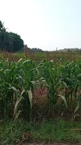The video shows a close-up view of a cornfield. The cornstalks are tall and green, with large leaves. The field is dense, with rows of corn stretching into the distance. The ground is covered in dry leaves and grass. In the background, there is a line of trees and a bright, overcast sky. The camera is stationary and the video is silent.
