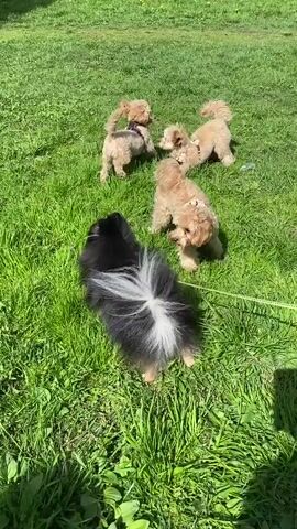 The video shows a group of small dogs on a grassy field. There are four light brown toy poodles and one black and white Pomeranian. The poodles are wearing harnesses and are running around and playing with each other. The Pomeranian is also wearing a harness and is walking around, sniffing the ground, and interacting with the poodles. The grass is green and well-maintained, and the sun is shining brightly. The video is shot from a slightly elevated perspective, and the camera is moving slightly as it follows the dogs.